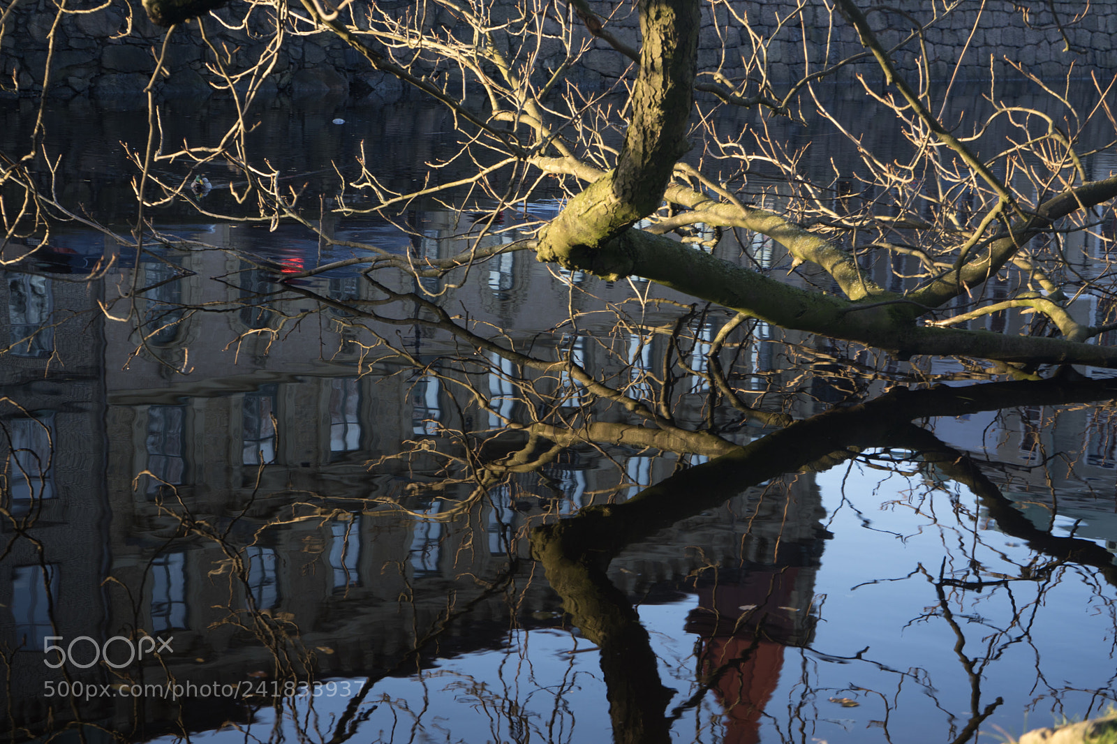 Sony a7 sample photo. Tree branch in autumn photography