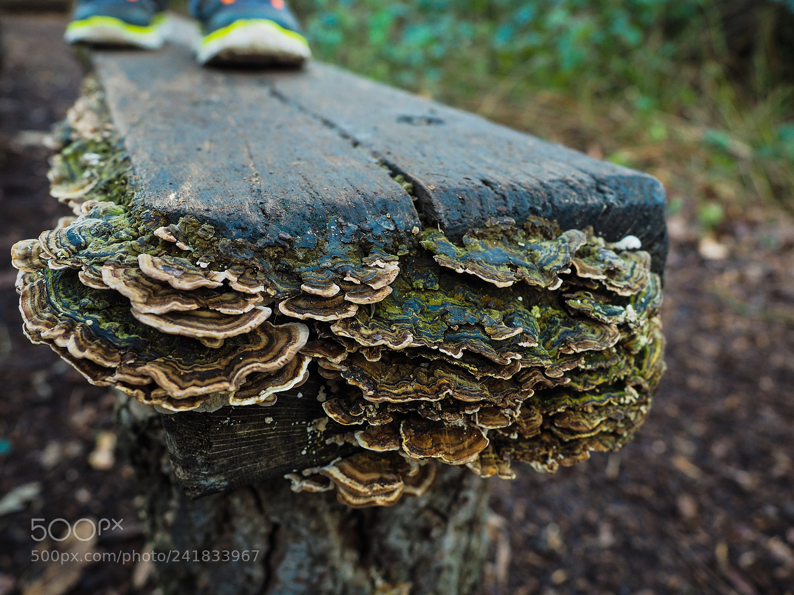 Olympus OM-D E-M5 II sample photo. Fungi, plank and sneakers photography