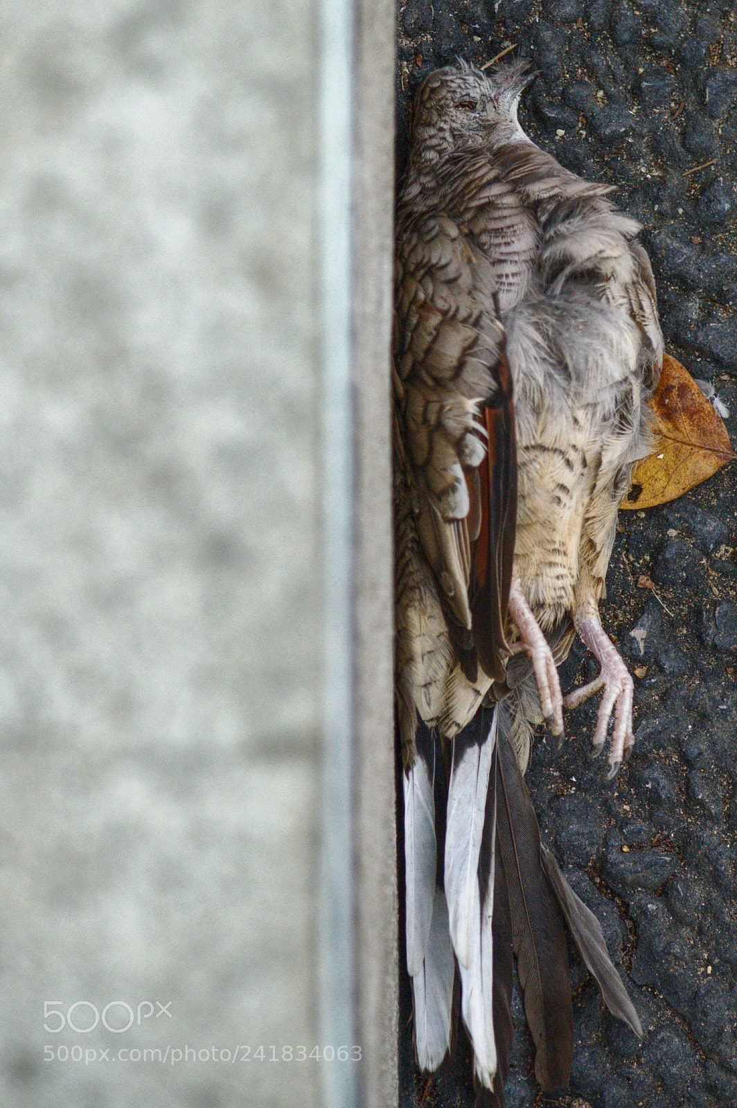 Nikon D3200 sample photo. Unceremonious photography