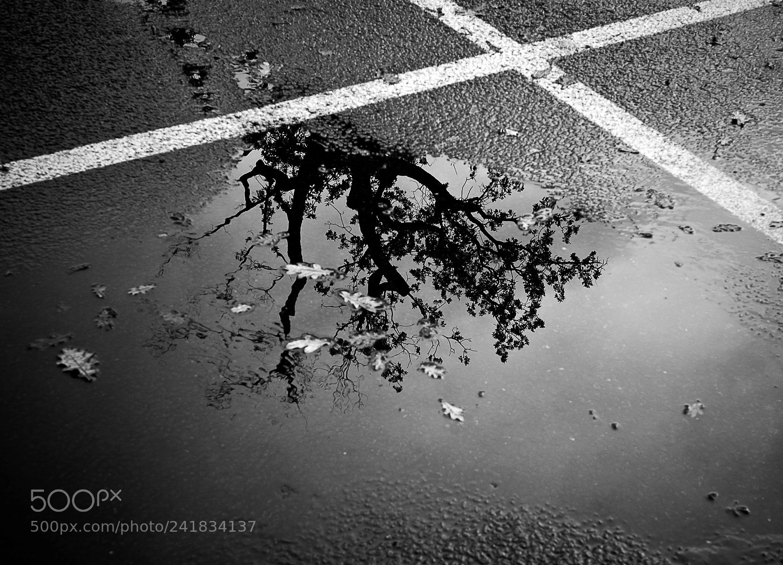 Nikon D300S sample photo. Automne - reflets photography