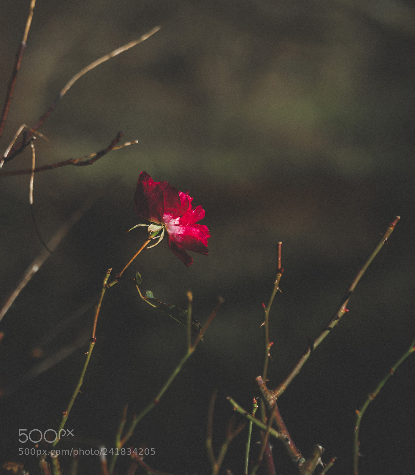 Sony a6300 sample photo. Winter rose  photography