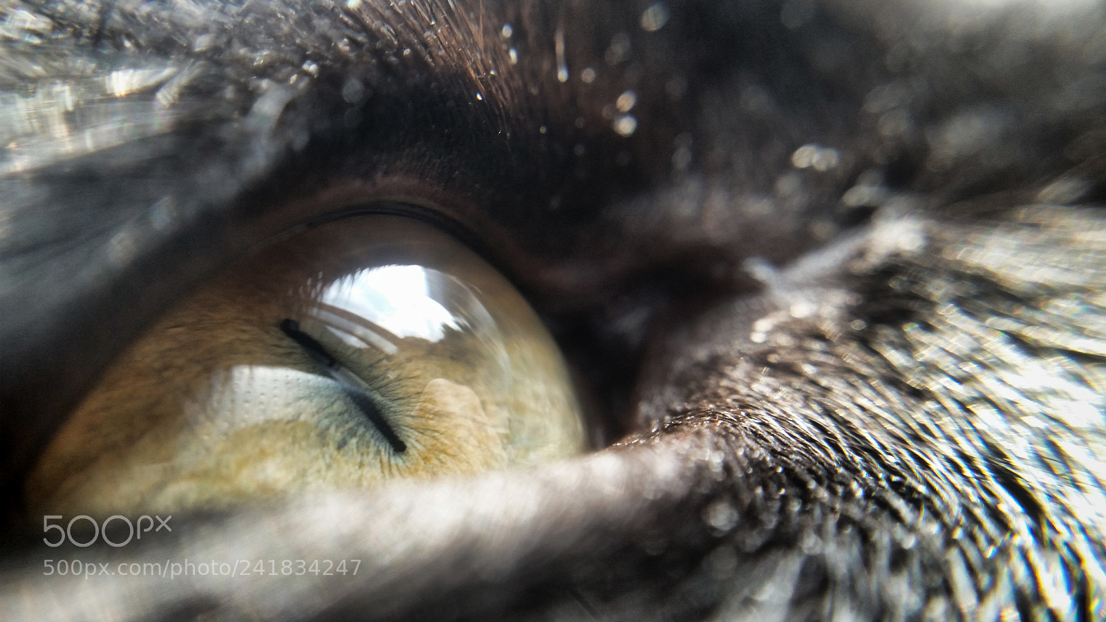 Samsung Galaxy S5 sample photo. Eye of the beholder photography