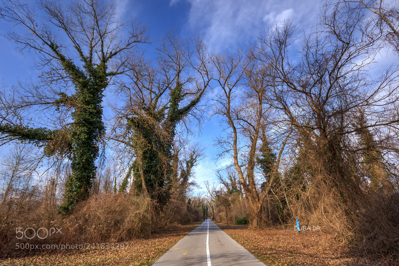 Nikon D7200 sample photo. Giants photography