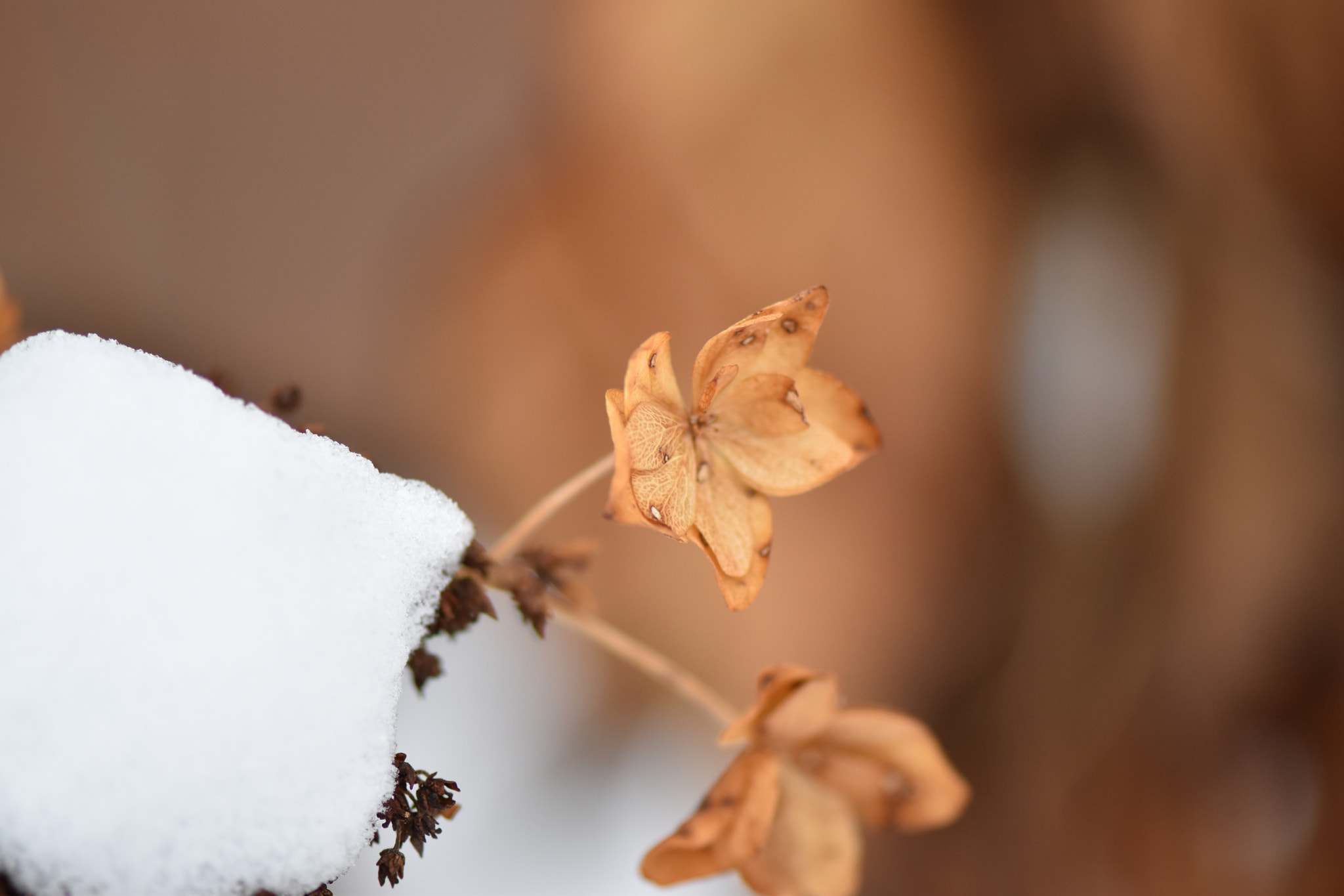 Nikon AF-S Micro-Nikkor 105mm F2.8G IF-ED VR sample photo