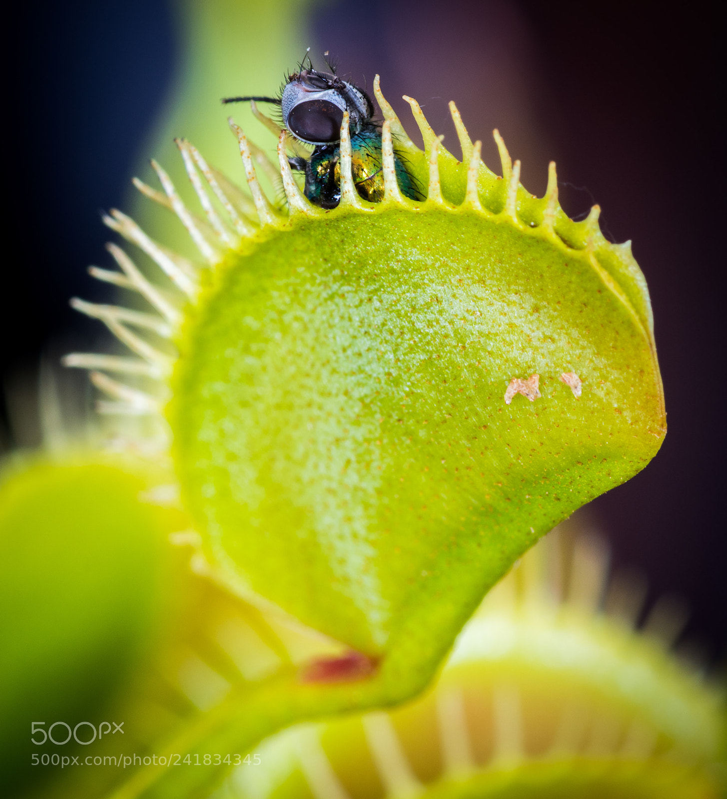 Canon EOS 800D (EOS Rebel T7i / EOS Kiss X9i) sample photo. Venus fly trap photography