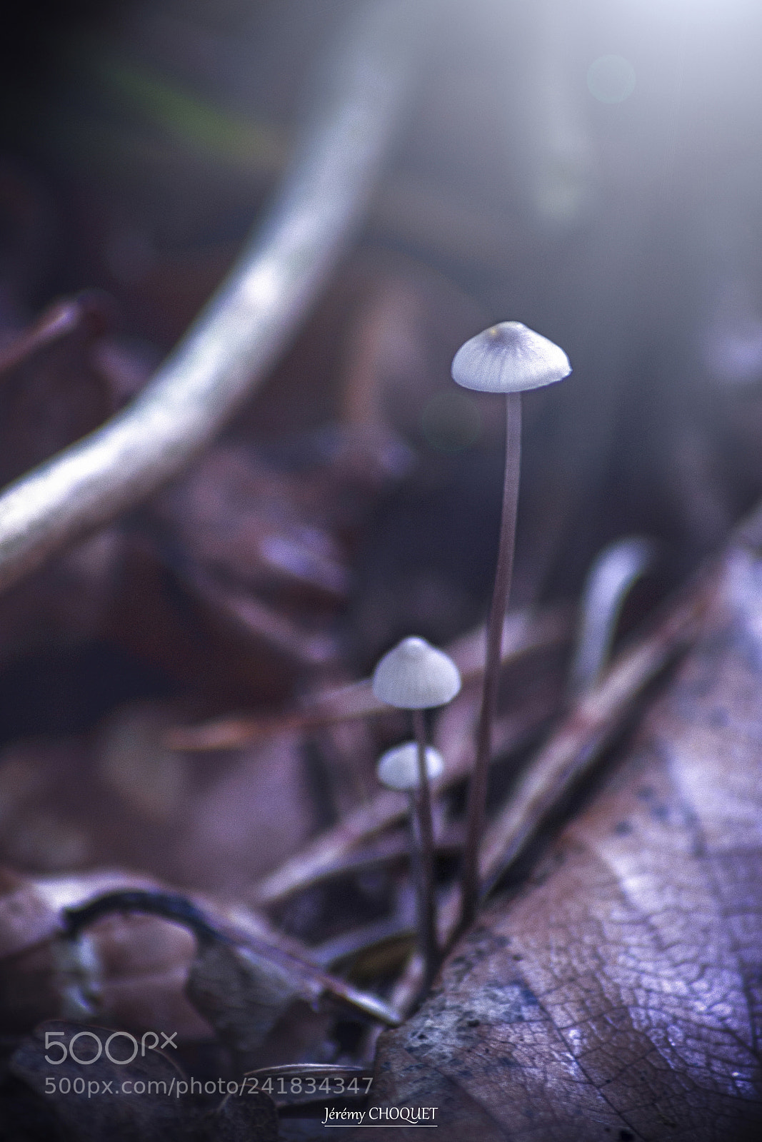 Nikon D3100 sample photo. Champignons photography