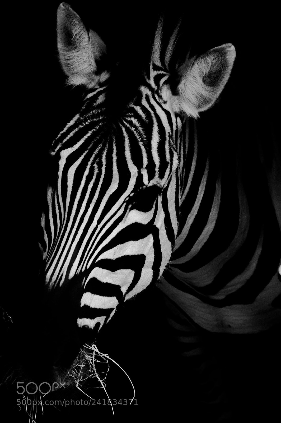 Nikon D3200 sample photo. Masticating zebra photography