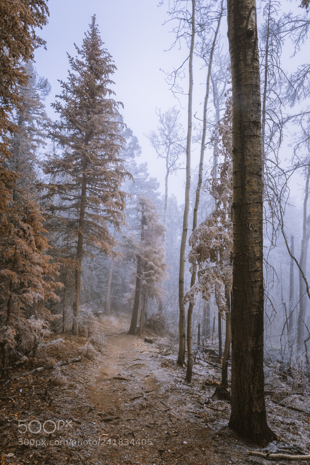 Nikon D5500 sample photo. Up in the clouds photography
