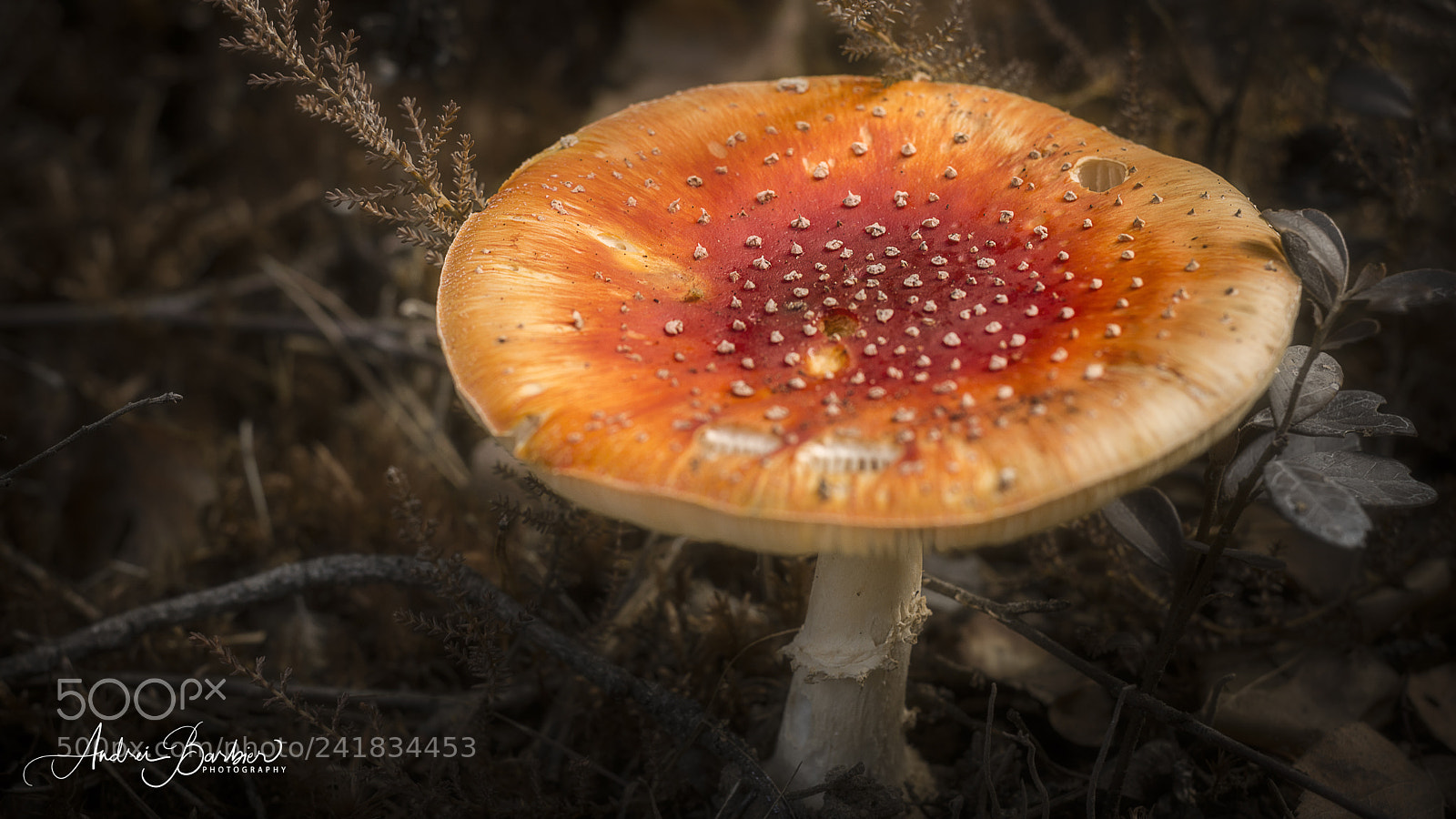 Nikon D7100 sample photo. The mushroom photography