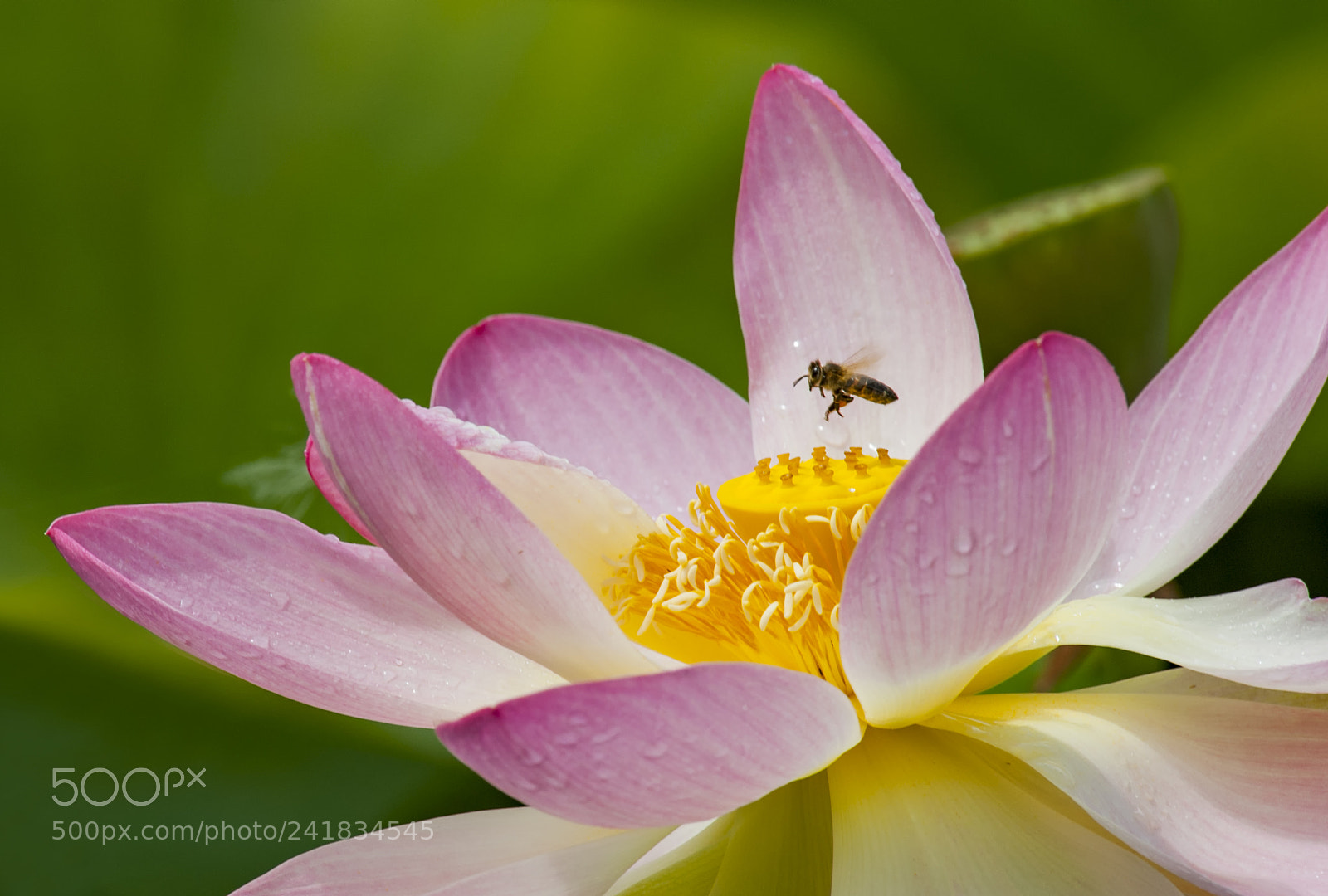 Nikon D700 sample photo. Lotus with bee photography