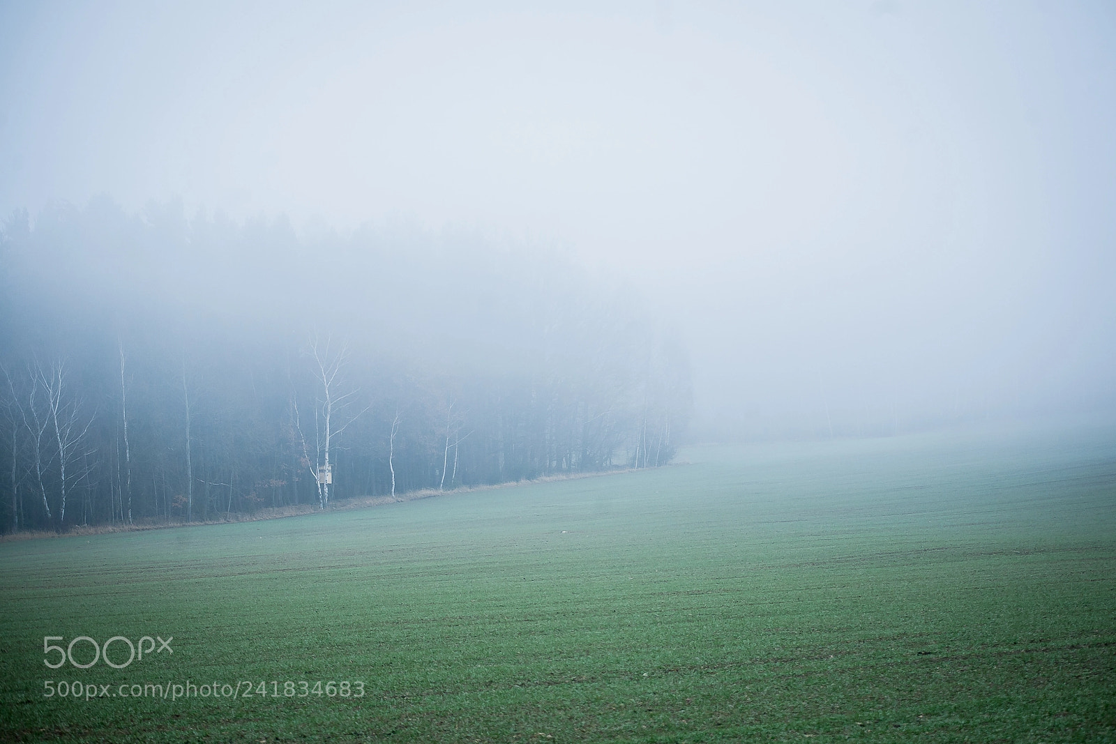 Canon EOS 5D sample photo. Forest photography