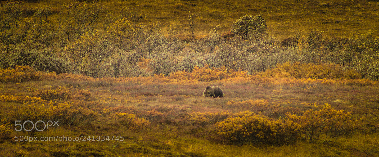 Canon EOS 1100D (EOS Rebel T3 / EOS Kiss X50) sample photo. Grazing grizzly photography