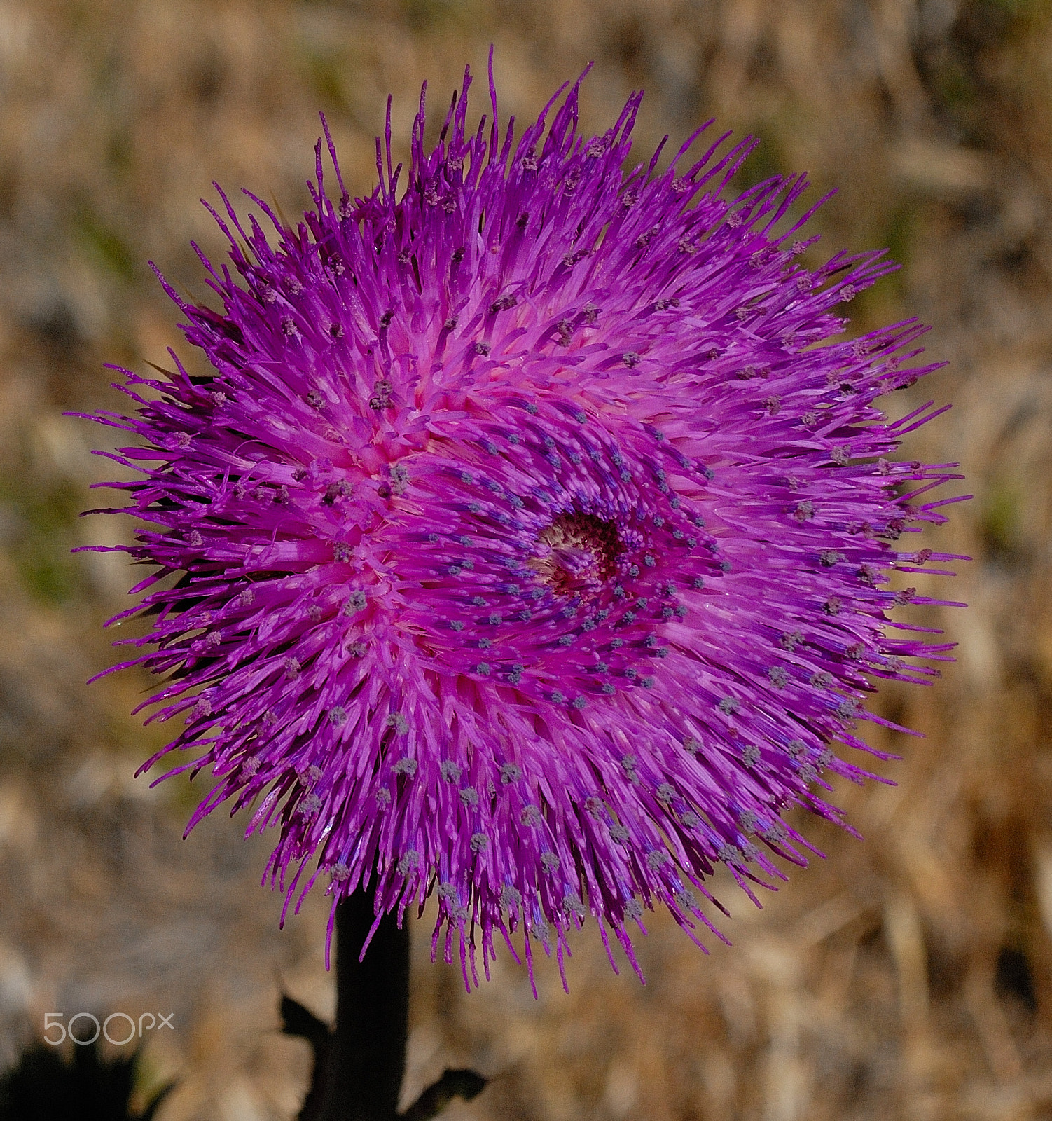 Nikon D200 sample photo. Cardo photography