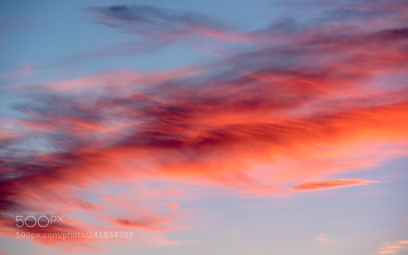 Nikon D810 sample photo. Brush strokes. photography