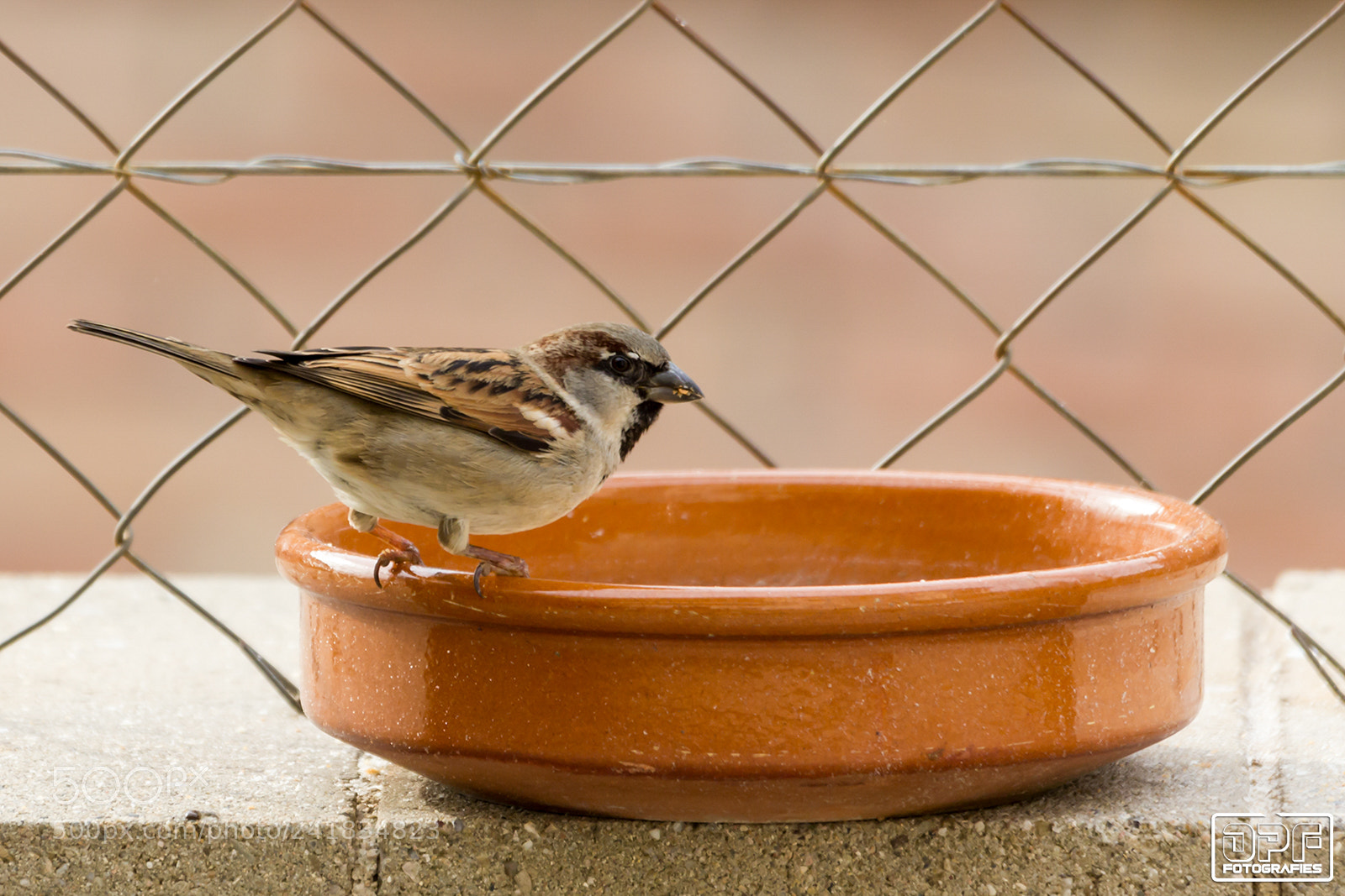 Canon EOS 60D sample photo. Sparrow, no jack. photography