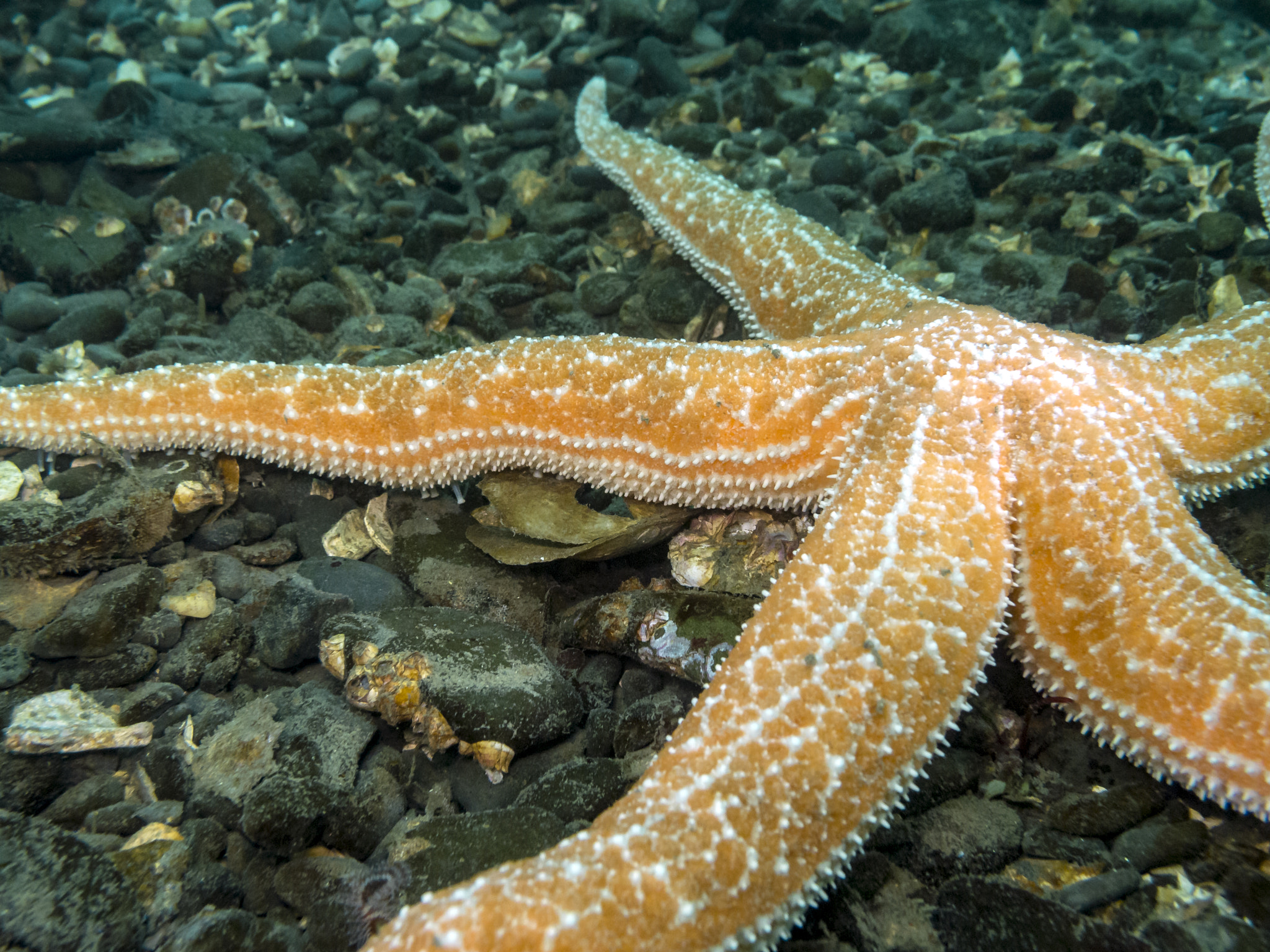 Olympus XZ-1 sample photo. Mottled star (evasterias troschelii) photography