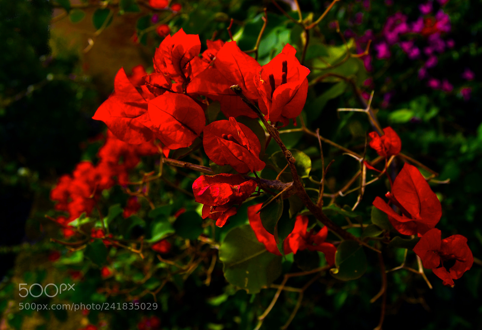 Nikon D3100 sample photo. Flores photography