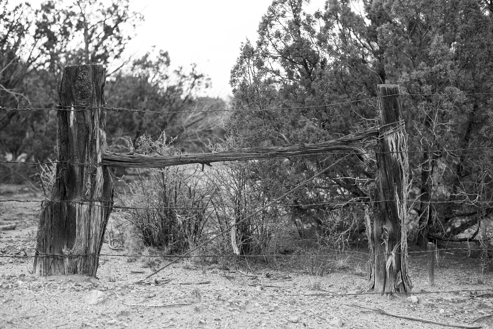 Nikon D810 sample photo. Desert bw 5 photography