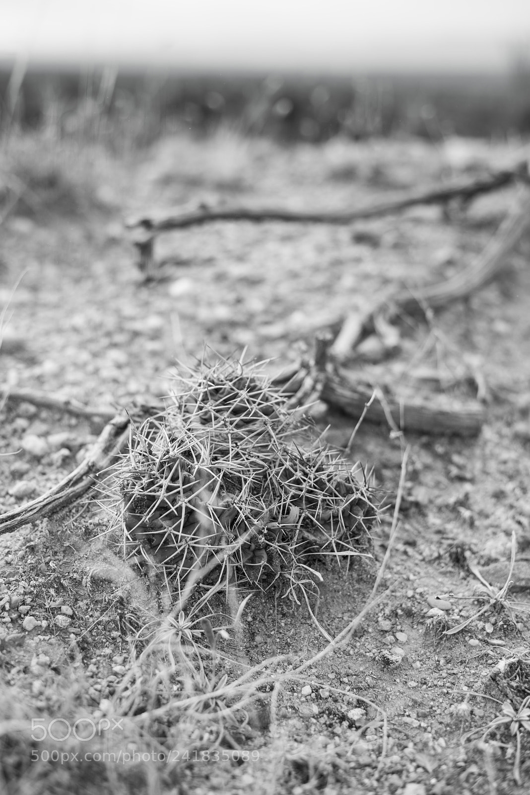 Nikon D810 sample photo. Desert bw 4 photography