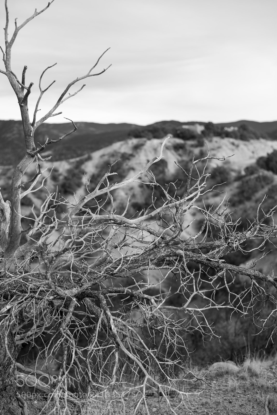 Nikon D810 sample photo. Desert bw 2 photography