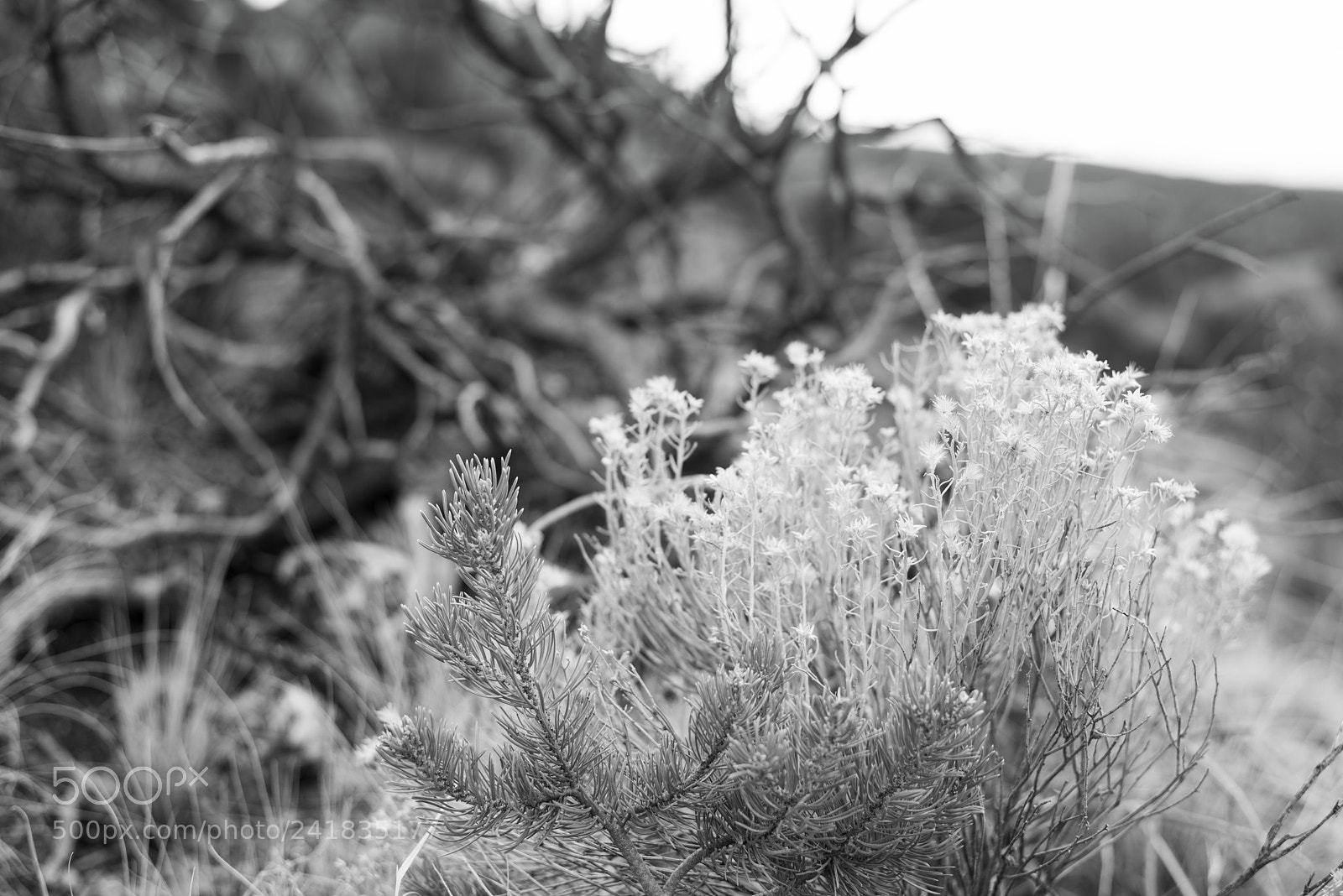 Nikon D810 sample photo. Desert bw 1 photography