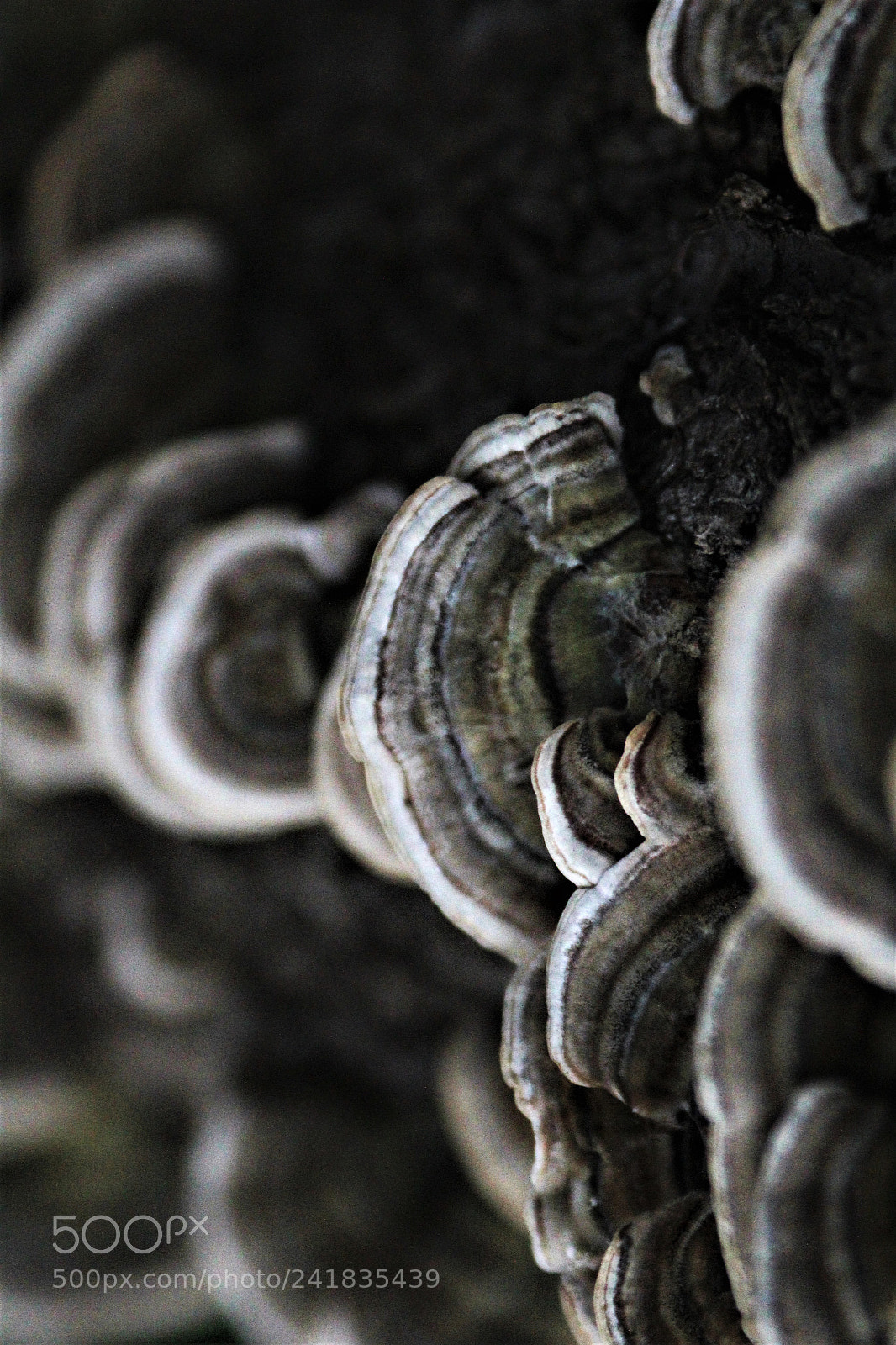 Canon EOS 1200D (EOS Rebel T5 / EOS Kiss X70 / EOS Hi) sample photo. Life on tree photography