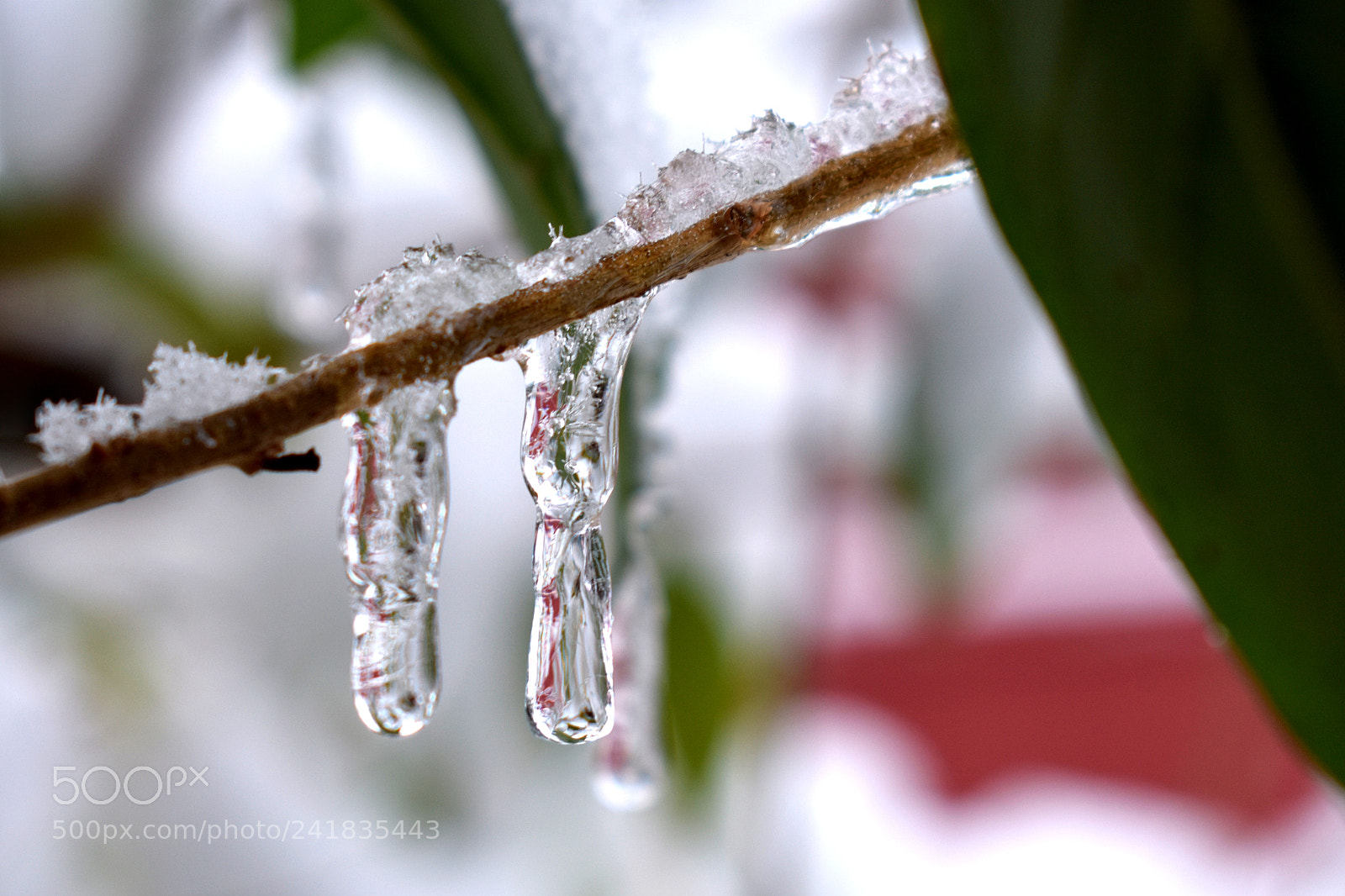Nikon D3400 sample photo. Icicles photography