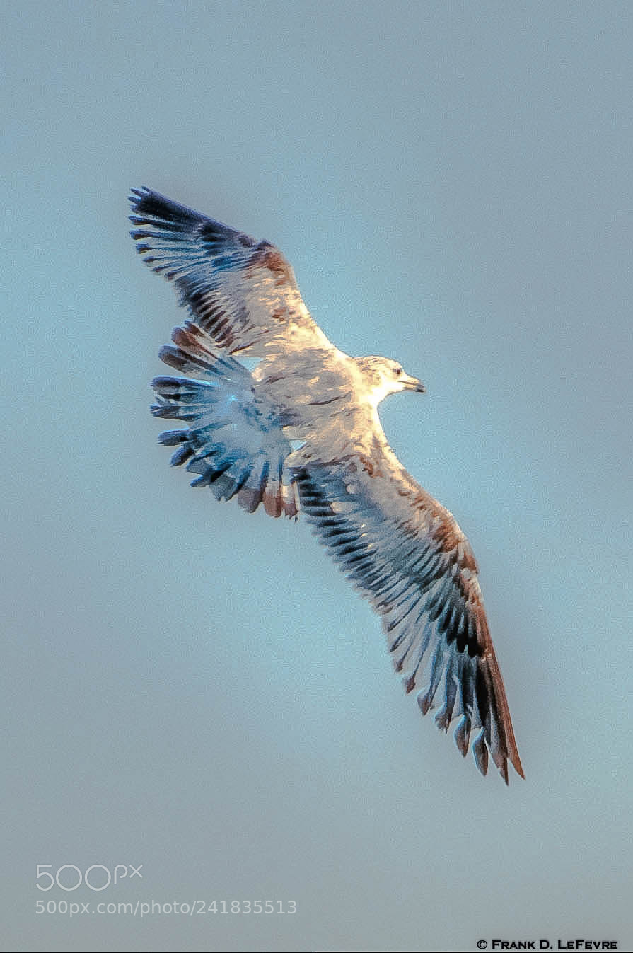 Nikon D3200 sample photo. "full plume" (2018) photography