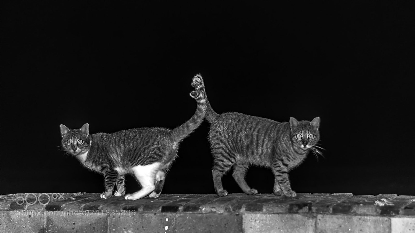 Nikon D5500 sample photo. The tow popup's photography