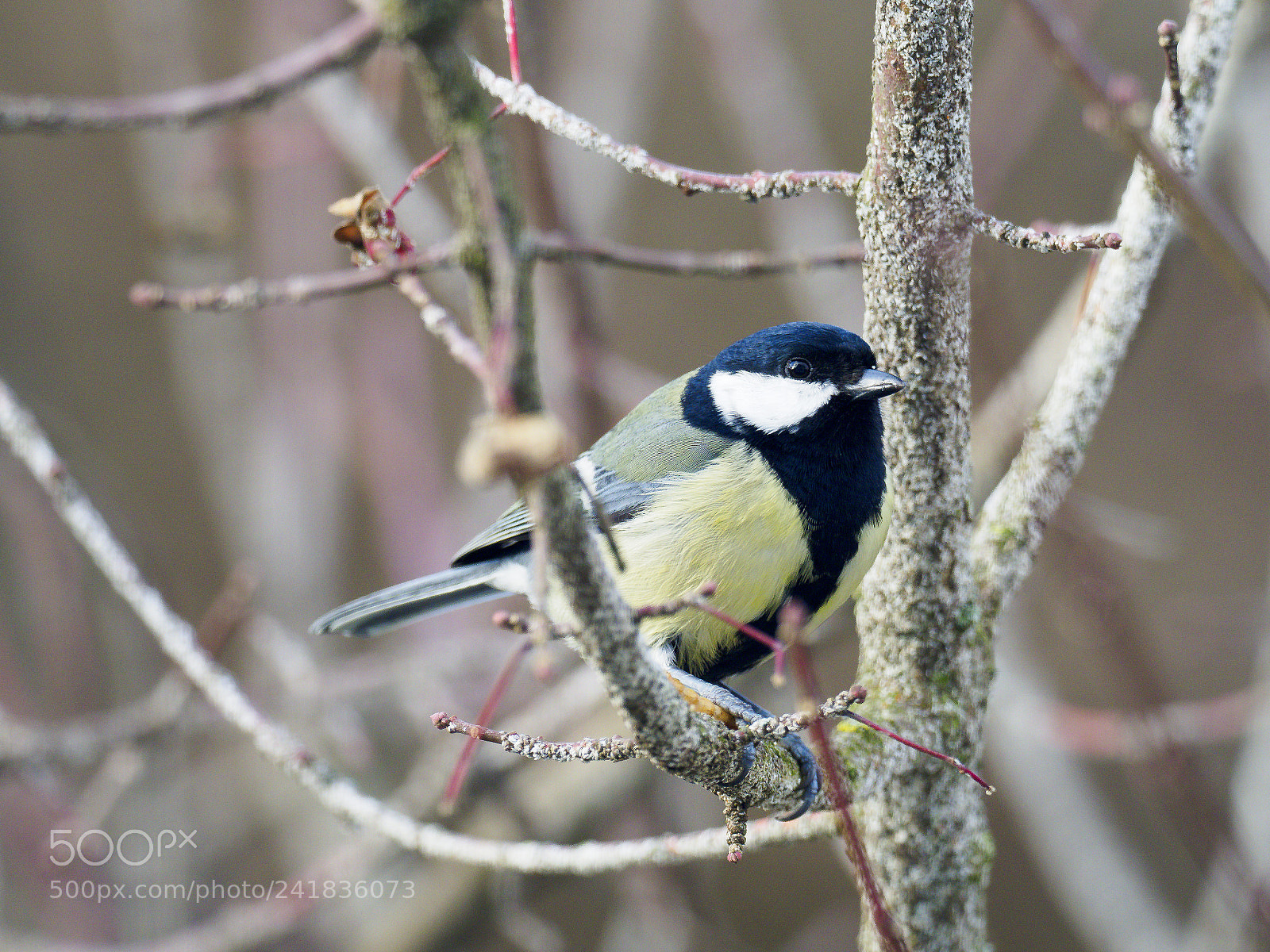Olympus OM-D E-M1 Mark II sample photo. Great titmouse photography