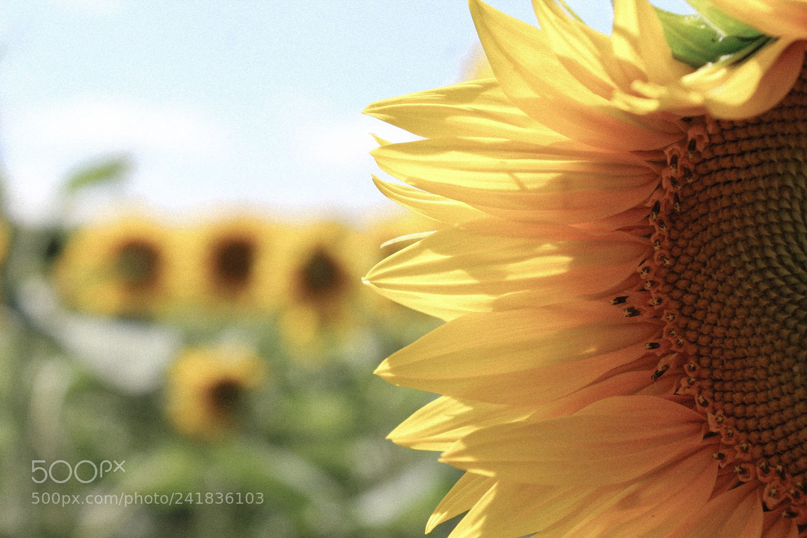 Canon EOS 1200D (EOS Rebel T5 / EOS Kiss X70 / EOS Hi) sample photo. Sunflower in june photography