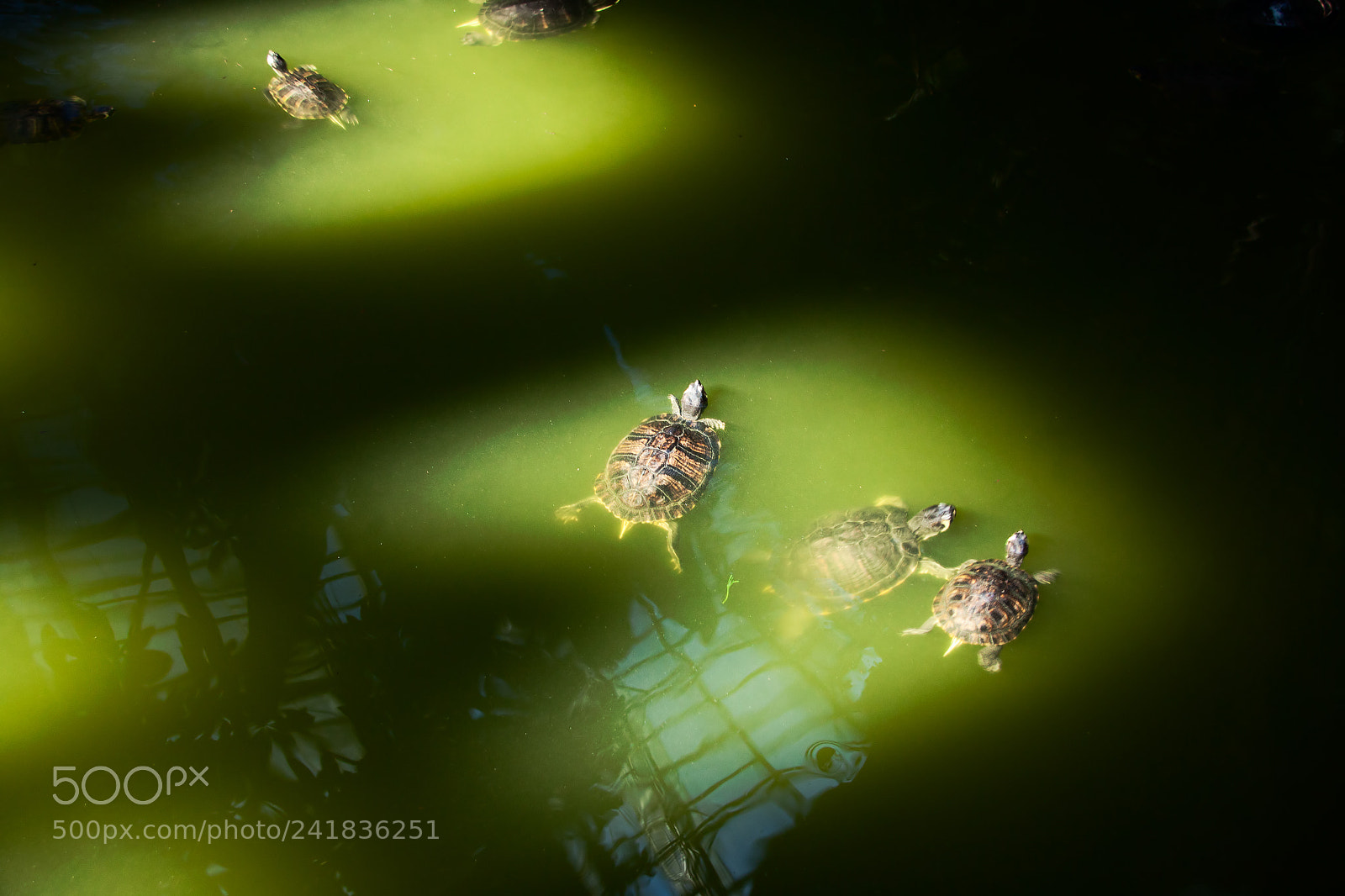 Canon EOS 50D sample photo. Turtles photography