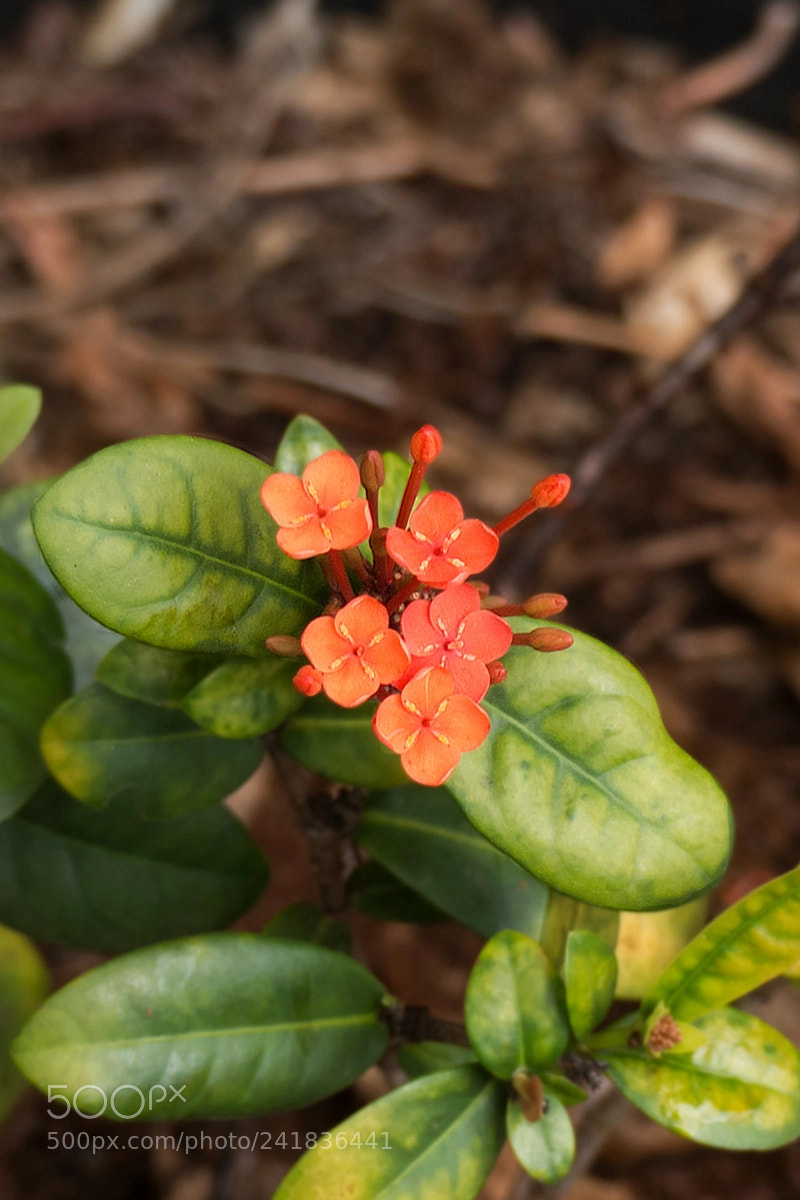 Panasonic Lumix DMC-FZ200 sample photo. Toogoompetals photography