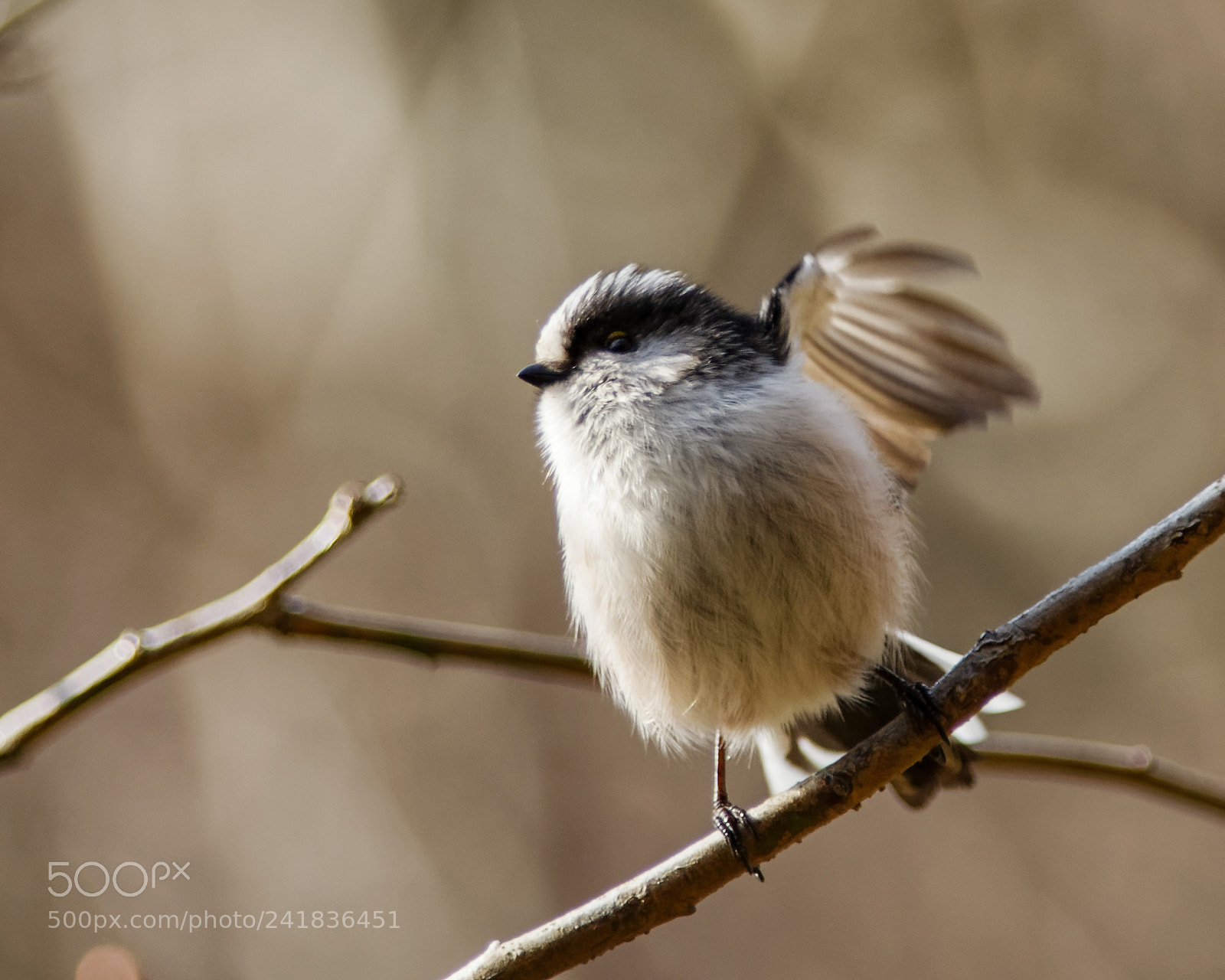Nikon D500 sample photo. Angel photography