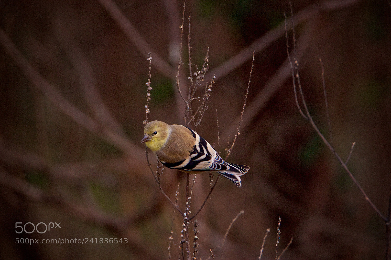 Canon EOS 550D (EOS Rebel T2i / EOS Kiss X4) sample photo. American goldfinch (juvenile) photography