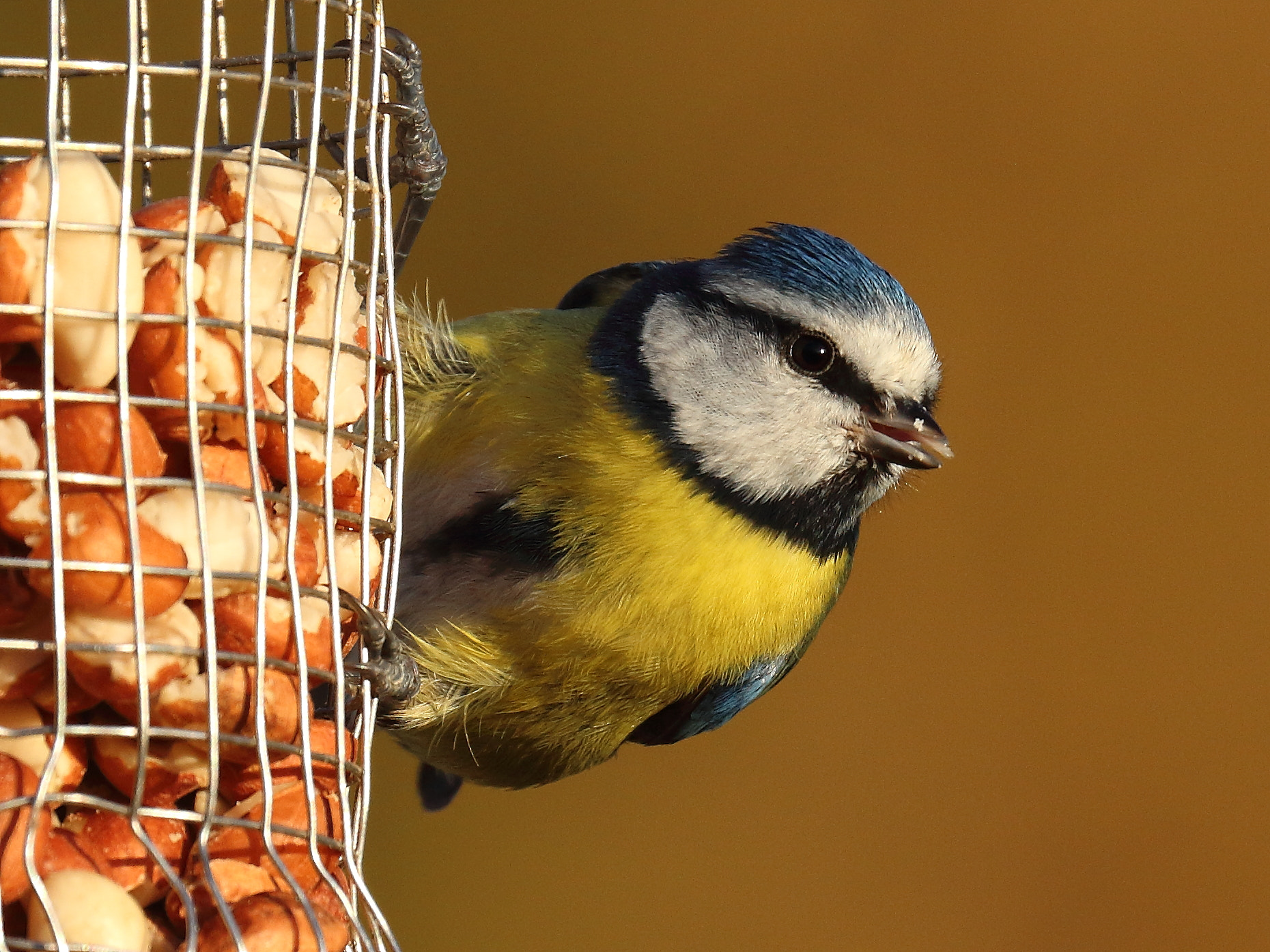 Canon EOS 700D (EOS Rebel T5i / EOS Kiss X7i) + Canon EF 100-400mm F4.5-5.6L IS II USM sample photo. Blue tit photography