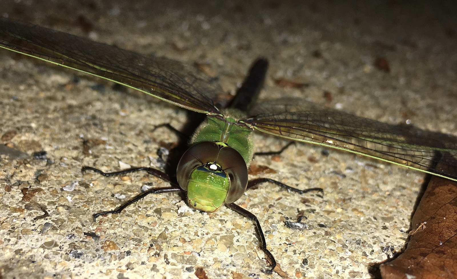 Apple iPhone 6s Plus sample photo. Untitled photography