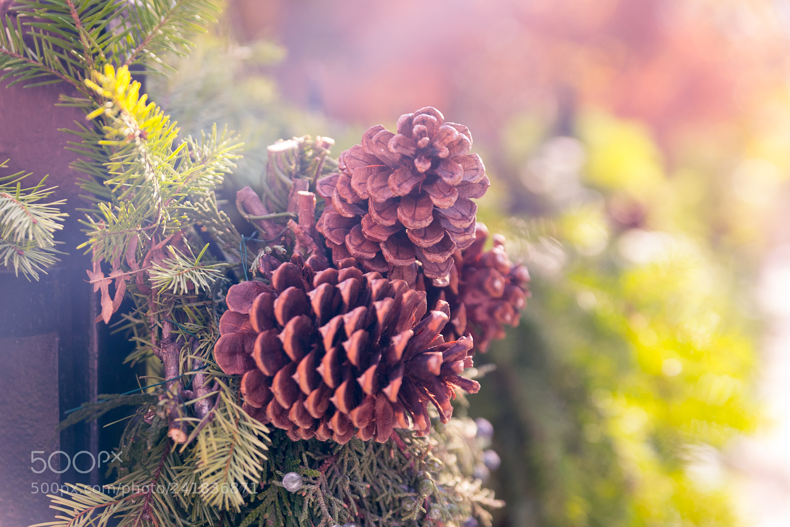 Nikon D750 sample photo. Beautiful fir cone on photography