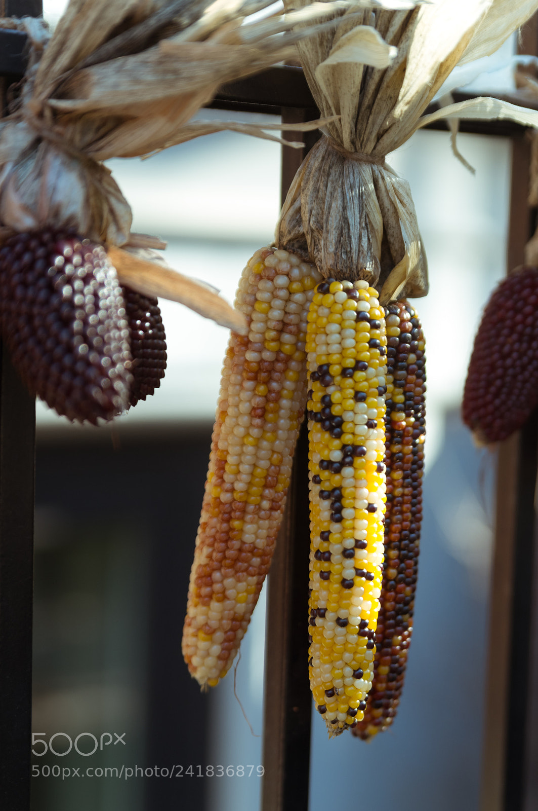 Nikon D750 sample photo. Colorful corn hanging from photography