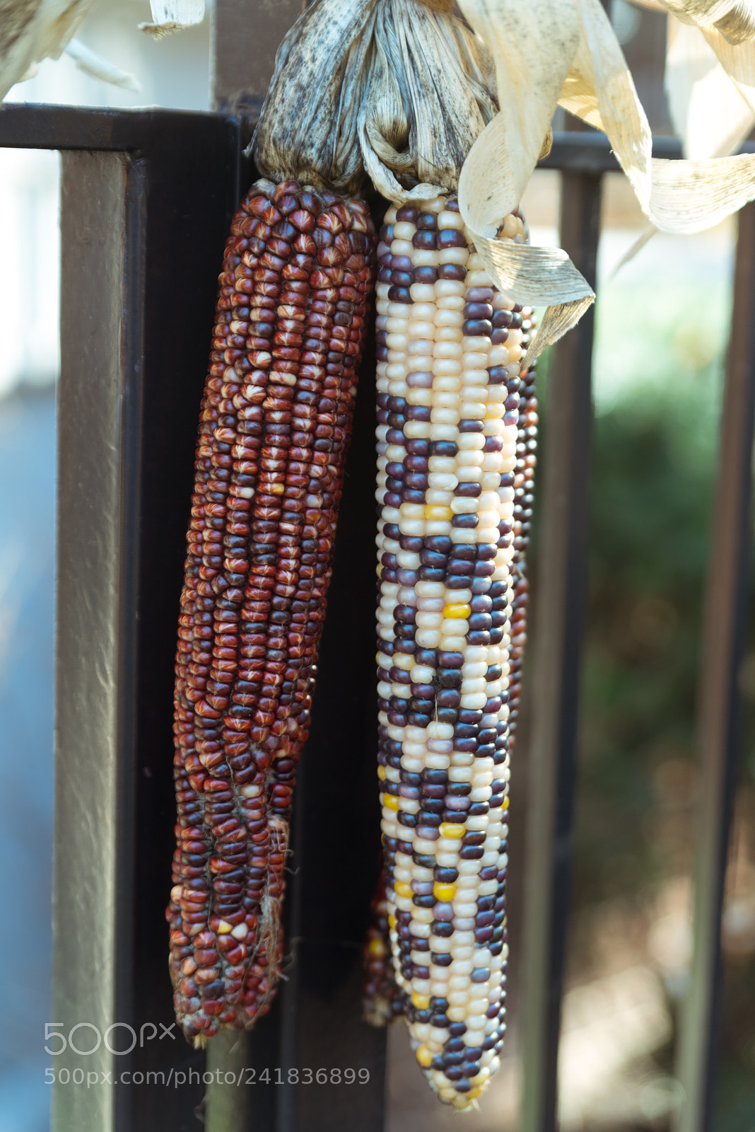 Nikon D750 sample photo. Colorful corn hanging from photography