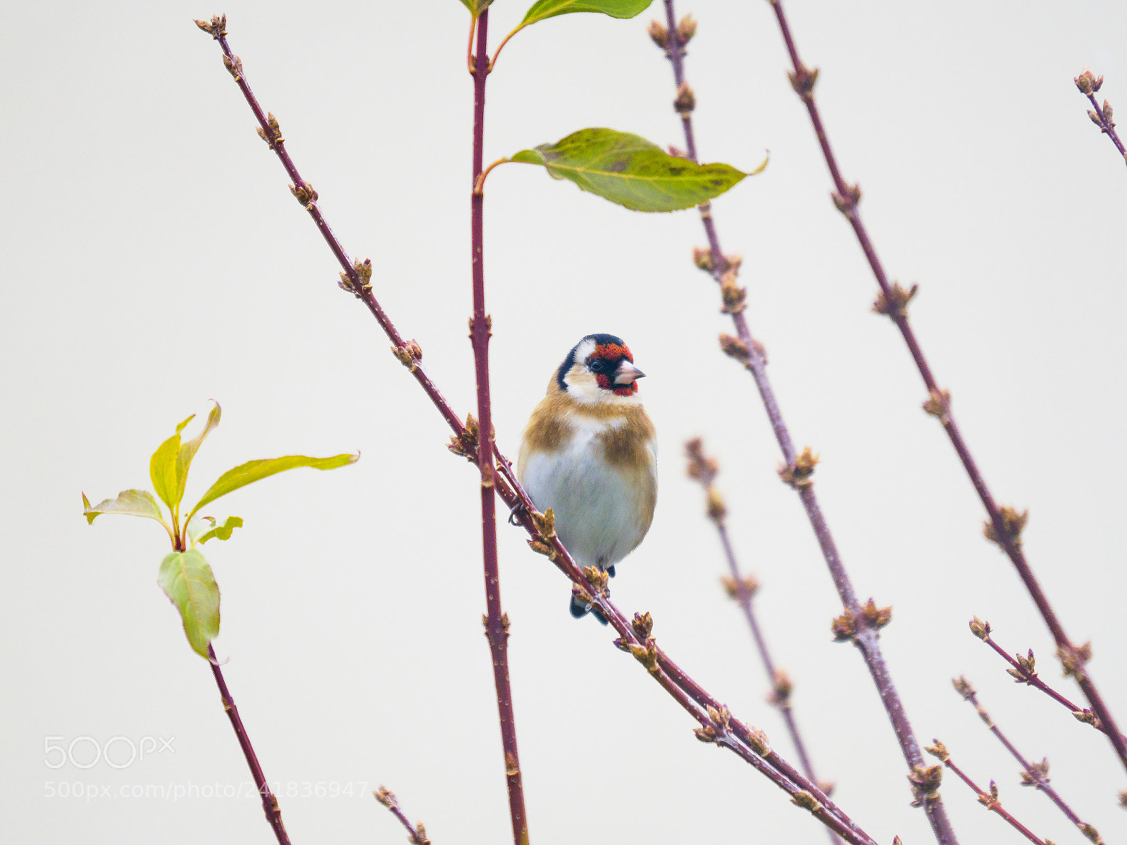 Olympus OM-D E-M1 Mark II sample photo. Olympus digital camera photography