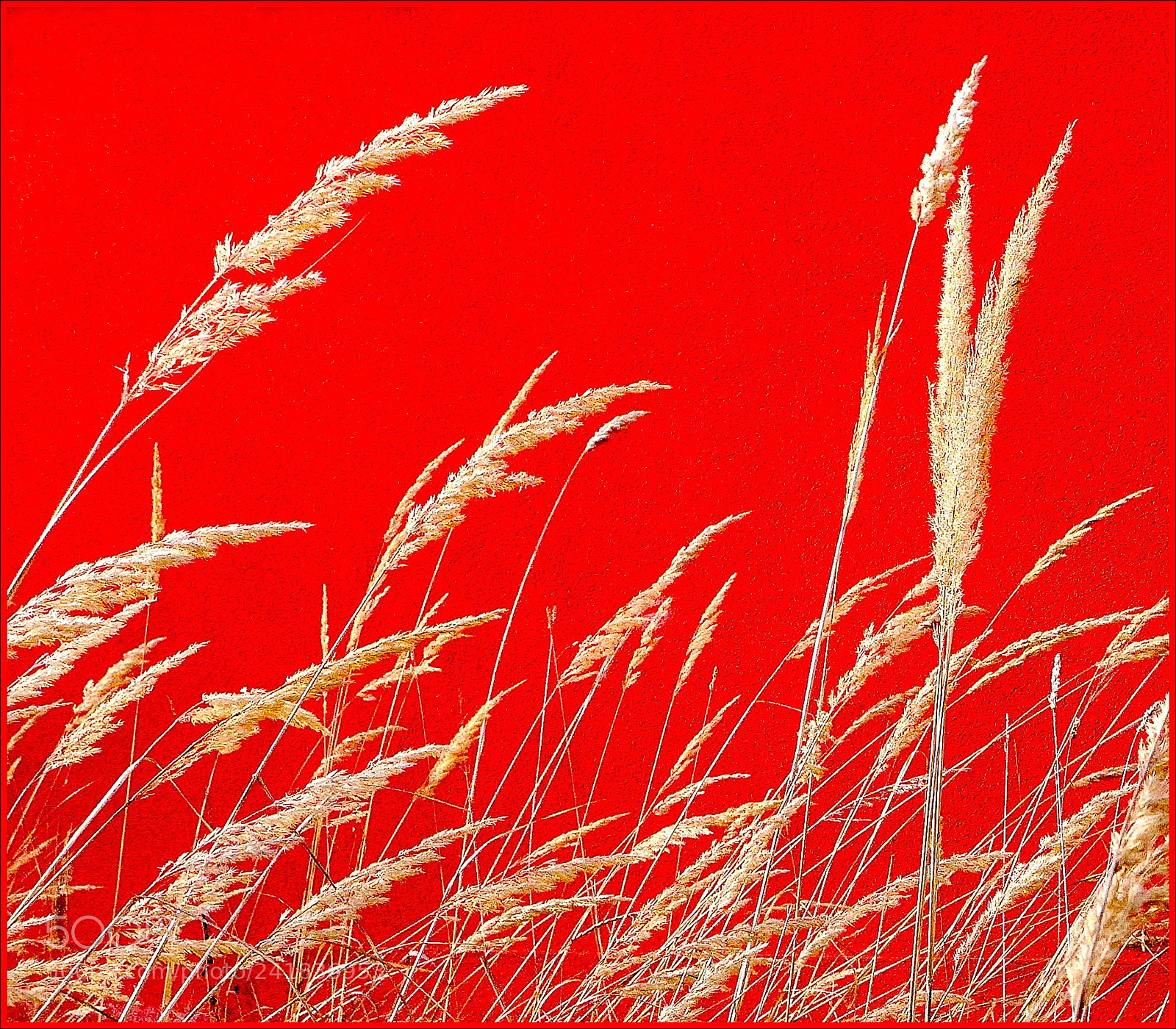 Panasonic Lumix DMC-LX7 sample photo. Grass weed photography