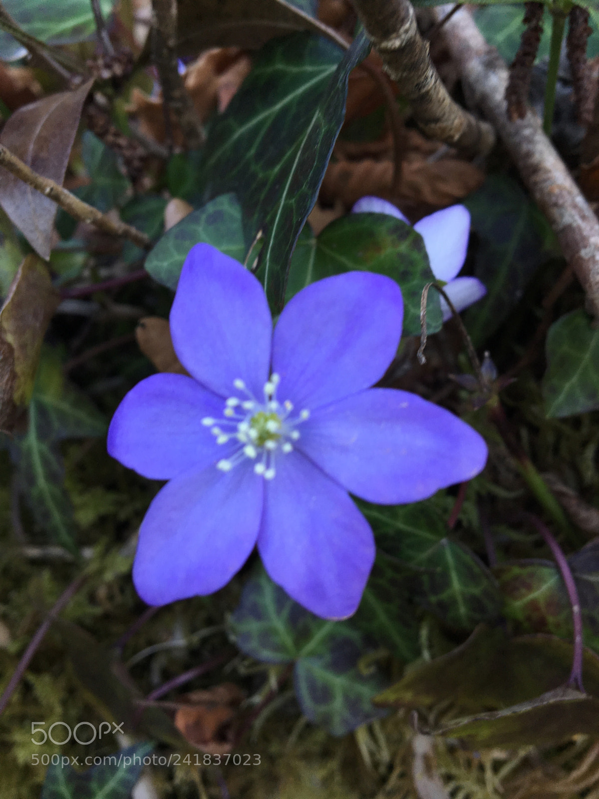 Apple iPhone 6s sample photo. Purple star in summer photography