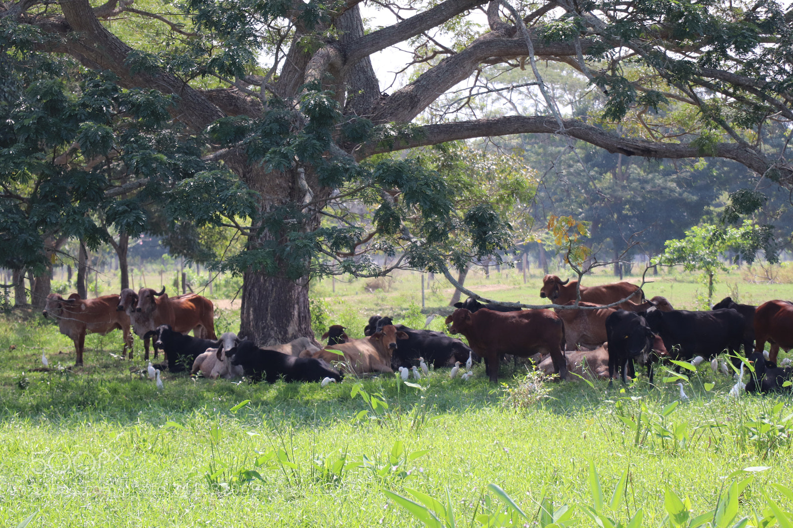 Canon EOS 77D (EOS 9000D / EOS 770D) sample photo. Animals resting in the photography