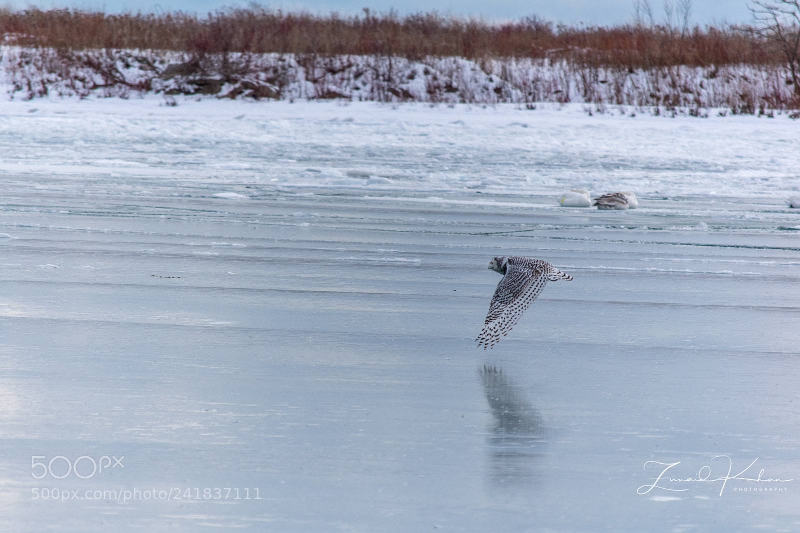 Nikon D3400 sample photo. Snowy owl in flight photography