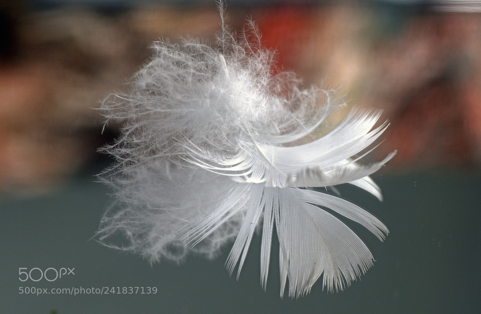 Nikon D5500 sample photo. Feather photography