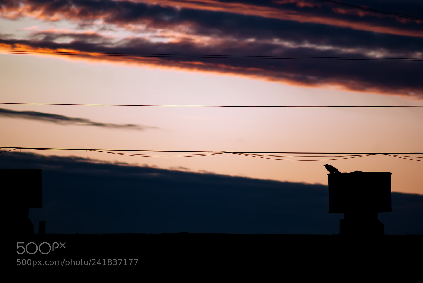 Sony Alpha DSLR-A230 sample photo. Crow at sunset photography