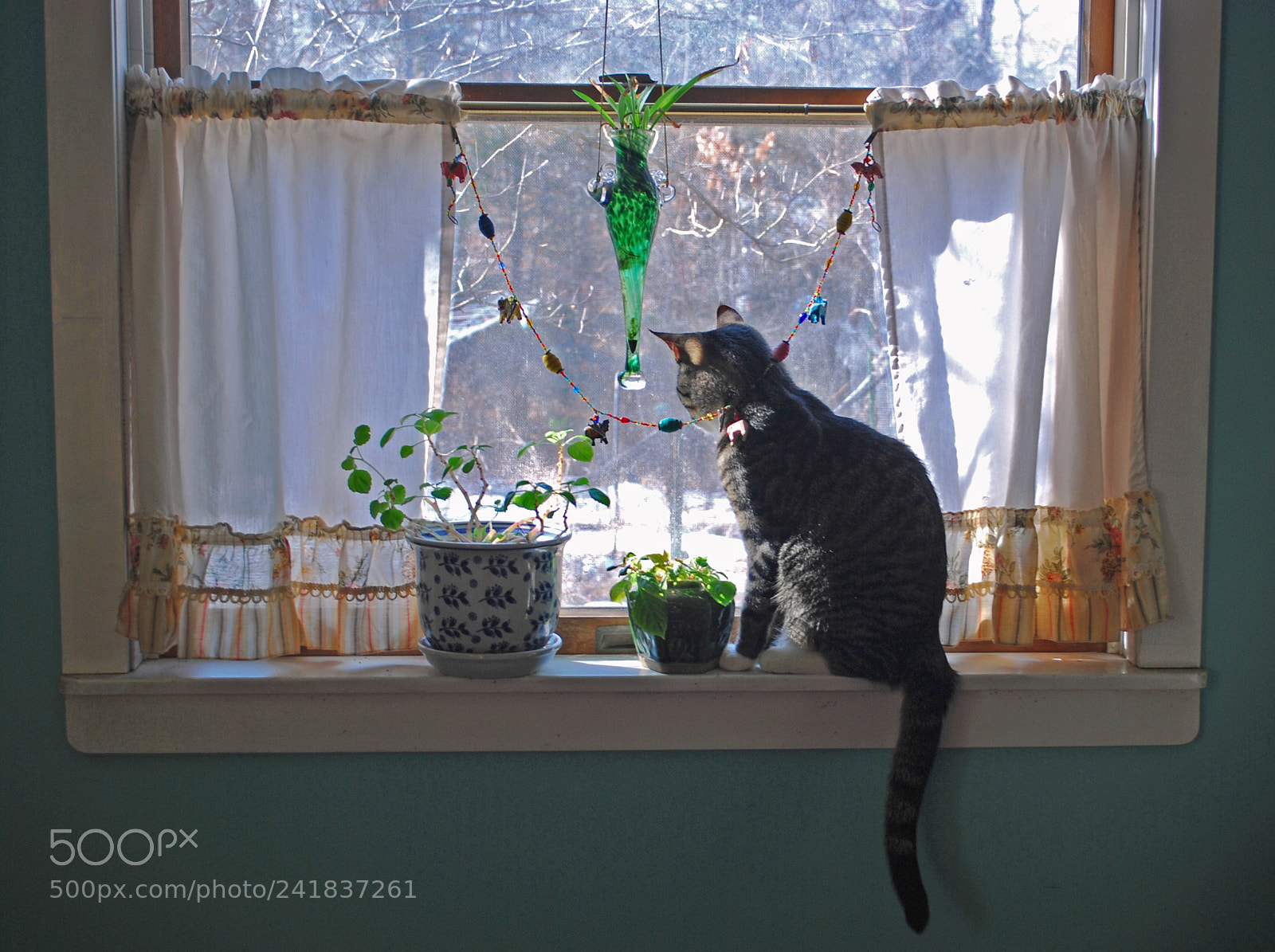 Nikon D80 sample photo. The window cat photography