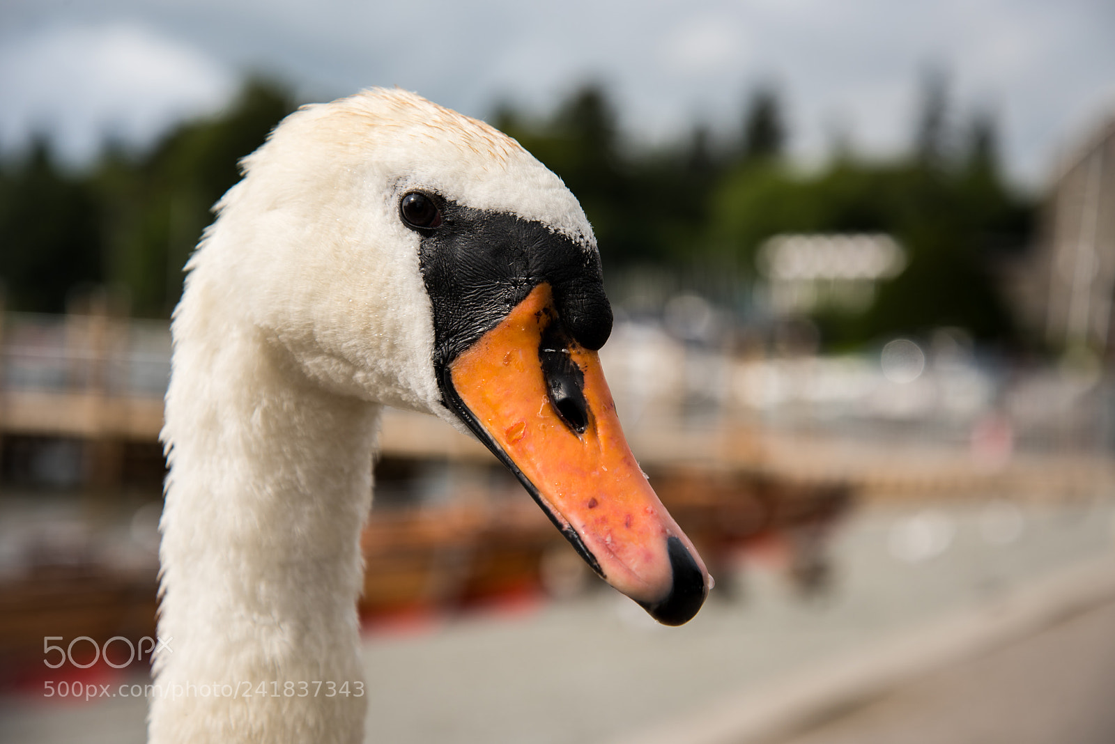 Nikon D810 sample photo. Eye to eye with photography