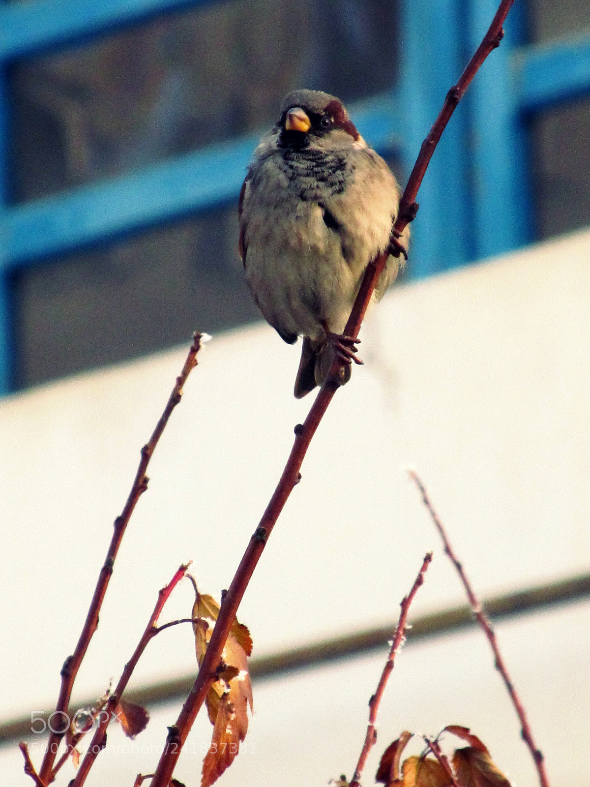 Canon PowerShot SX150 IS sample photo. 15855283218.jpg photography